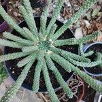 Euphorbia caput-medusae Агульны выгляд