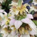 Monarda punctata Квітка