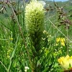 Campanula thyrsoides Kwiat