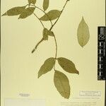 Zanthoxylum oxyphyllum Anders