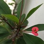 Euphorbia milii Blatt