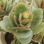 Kalanchoe laxiflora Folha