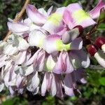 Gliricidia sepium Flower