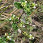 Lippia javanica Pokrój