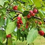 Malus baccataপাতা