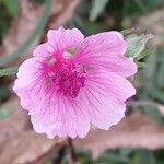 Althaea cannabina Квітка