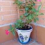 Mandevilla laxaᱵᱟᱦᱟ