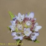 Lomelosia simplex Fleur