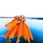 Erythrina corallodendron Floare