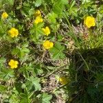 Potentilla canadensis Blomst