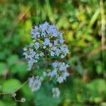 Origanum vulgareFlower