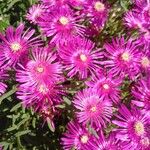 Delosperma cooperi Blüte
