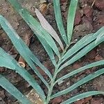 Zamia integrifolia Leaf