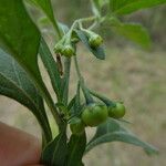 Solanum chenopodioides Frutto