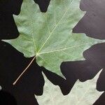 Acer saccharum Leaf