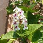 Pseuderanthemum maculatum Kukka