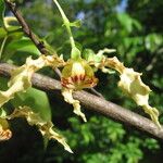 Monodora carolinae Flower