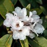 Rhododendron collettianum फूल