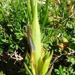 Gentiana occidentalis Other