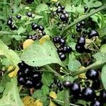 Solanum scabrum Fruit