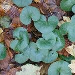 Asarum europaeum 葉