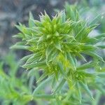 Salsola kali Leaf