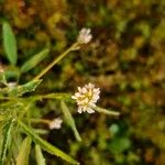 Trifolium strictum 花