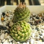 Strombocactus disciformis List