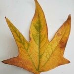 Platanus racemosa Leaf