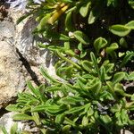 Globularia repens Feuille