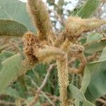 Solanum lycocarpum autre