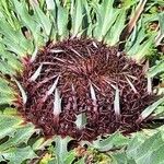 Carlina acanthifolia Bloem