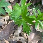 Geranium asphodeloides 葉