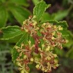 Cyphostemma cyphopetalum Floro