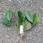 Syzygium fastigiatum Leaf