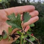 Crataegus azarolus Leaf