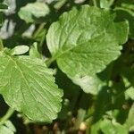 Barbarea vulgaris Leaf