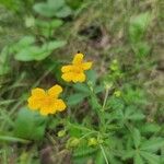 Potentilla erectaപുഷ്പം