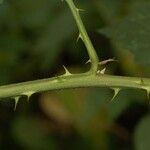 Rubus albiflorus Kora