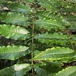 Zanthoxylum caribaeum Leaf