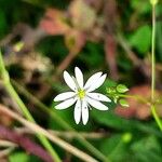 Stellaria graminea फूल