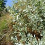 Artemisia absinthiumFolha