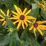 Rudbeckia fulgidaFlors