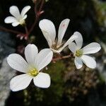 Saxifraga corsica ফুল