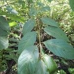 Cephalanthus occidentalis Folla