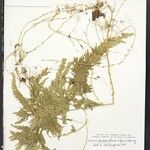 Selaginella parkeri Hoja