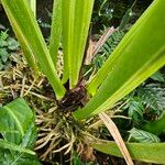 Anthurium schlechtendalii Yeri