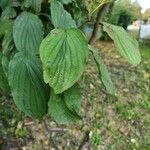 Cornus sanguineaLeaf