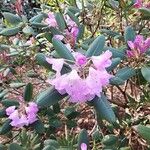 Rhododendron qiaojiaense Blomst