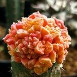 Ariocarpus bravoanus 葉